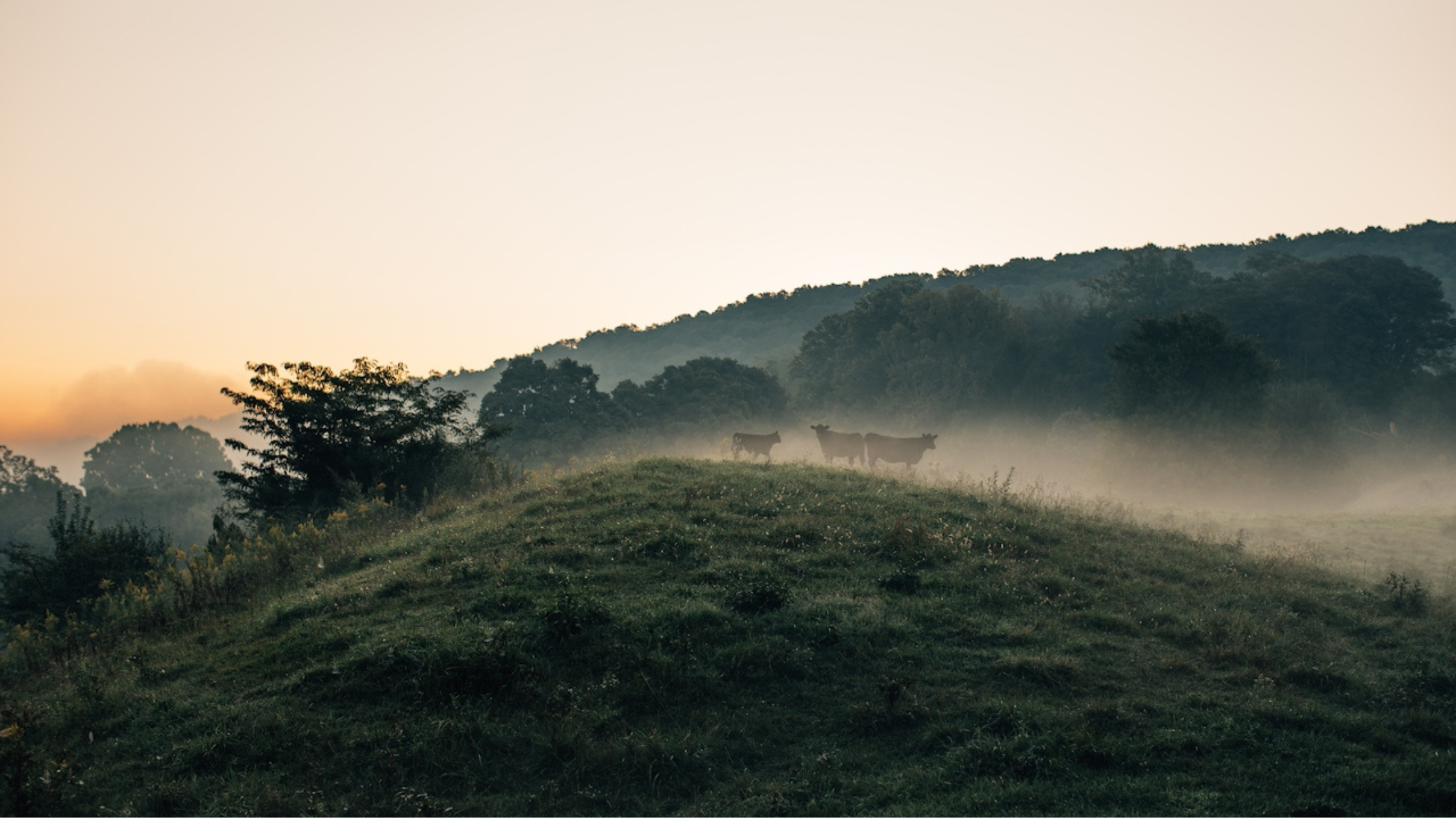 The Truth About Whipped Tallow: Why We Keep It Simple at amio